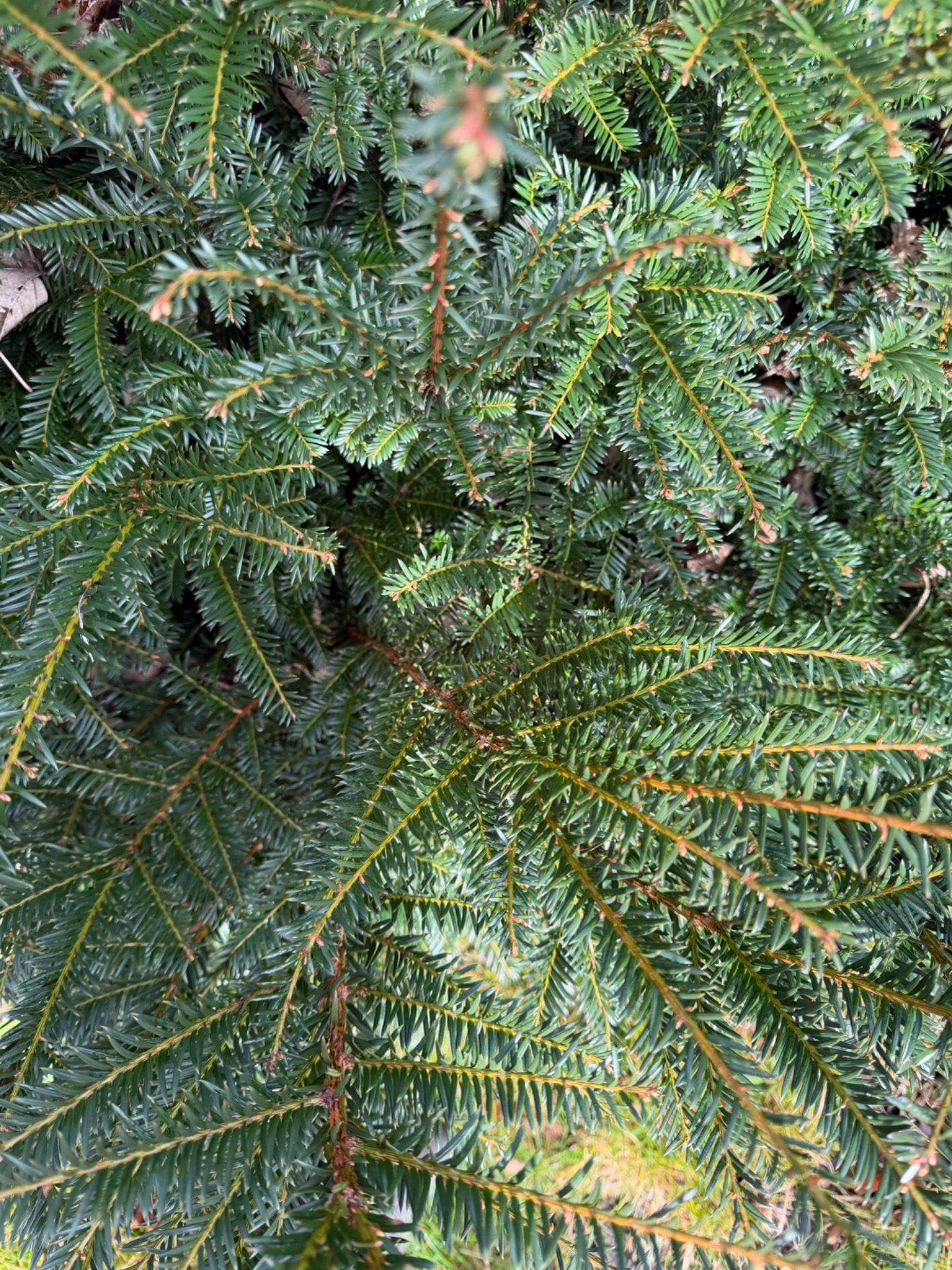 Taxus baccata in a County Cork Garden